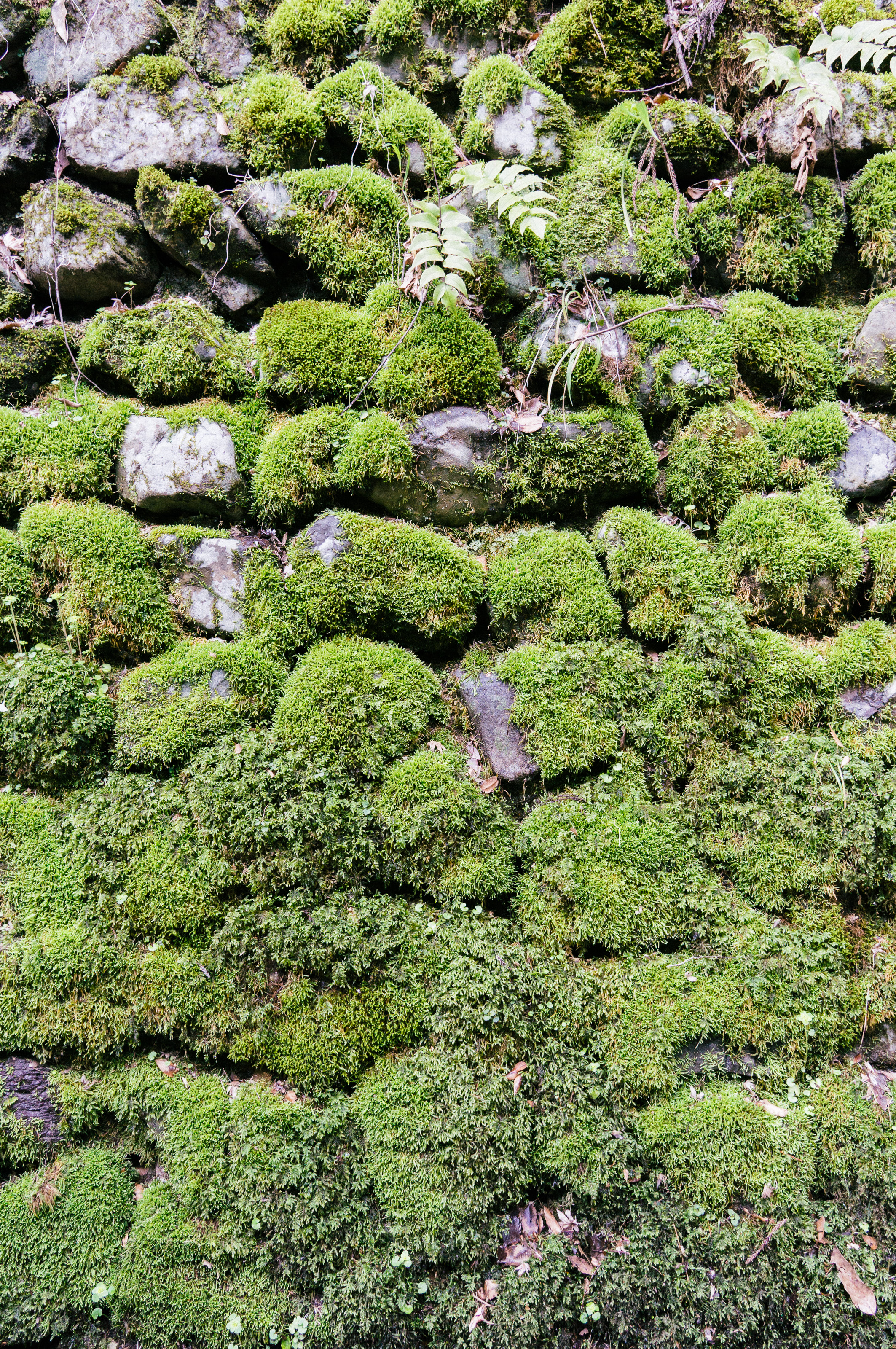 DSC01191_cc.jpg
