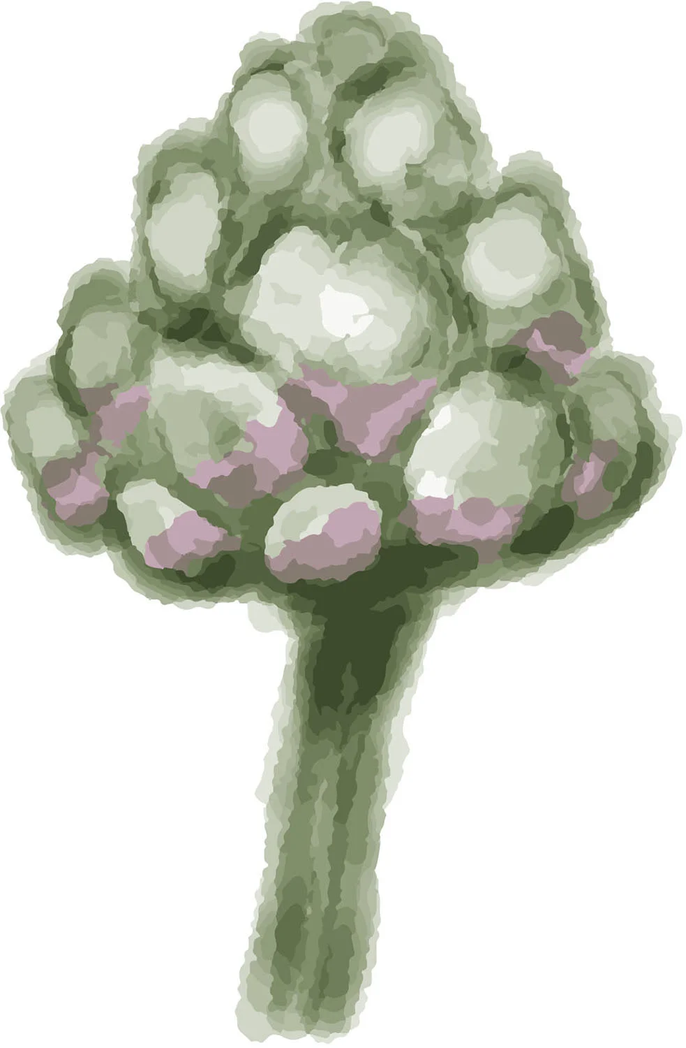 Artichoke. Watercolour. 