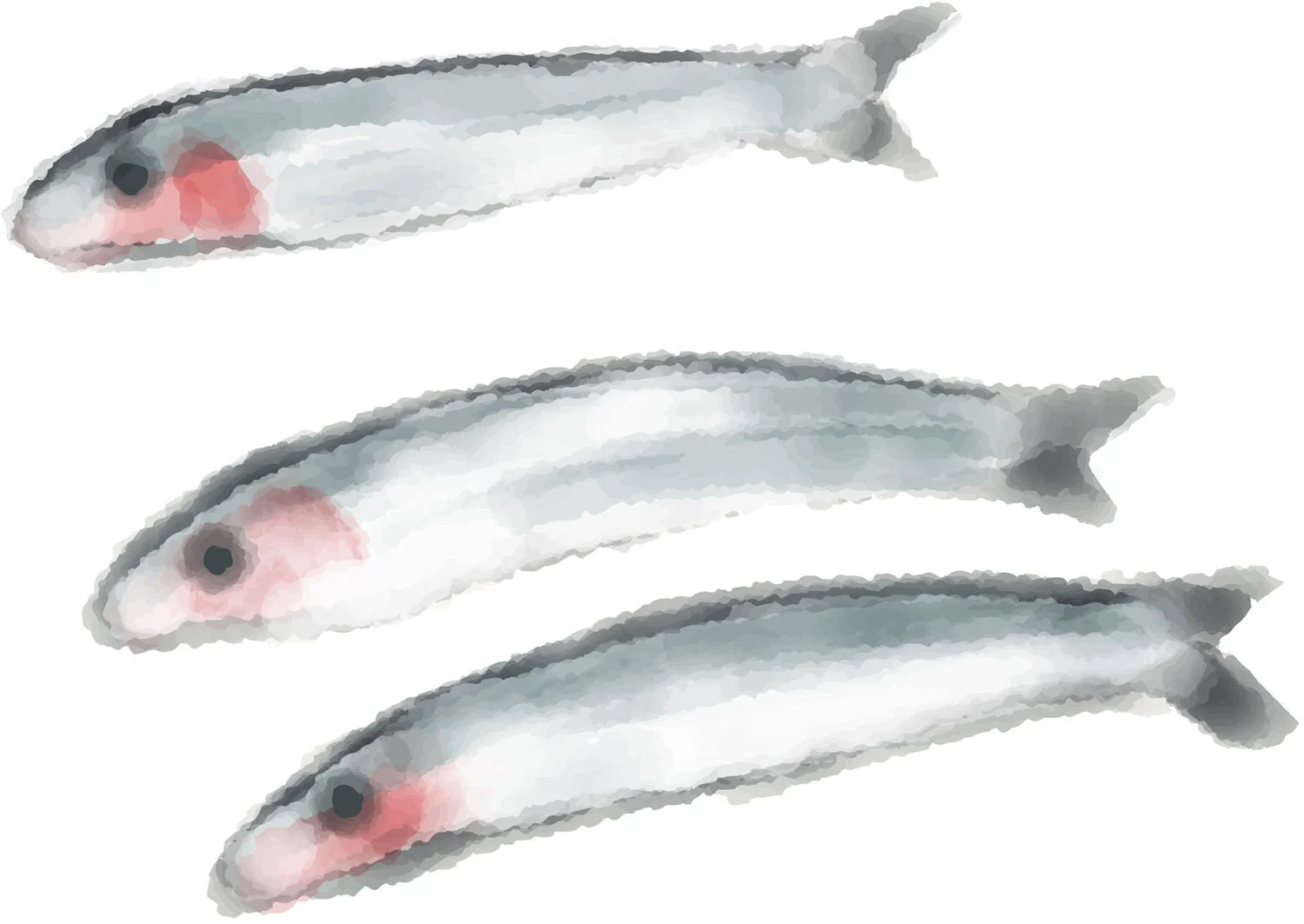 Anchovies. Water colour. 