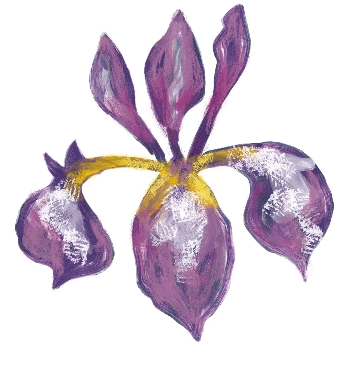 Iris