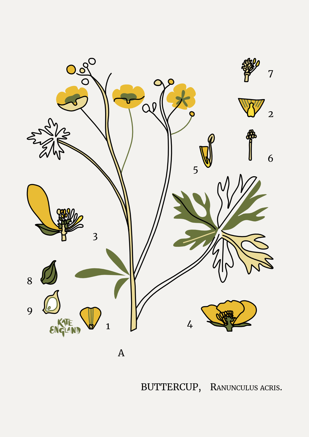 Herbarium: Buttercup
