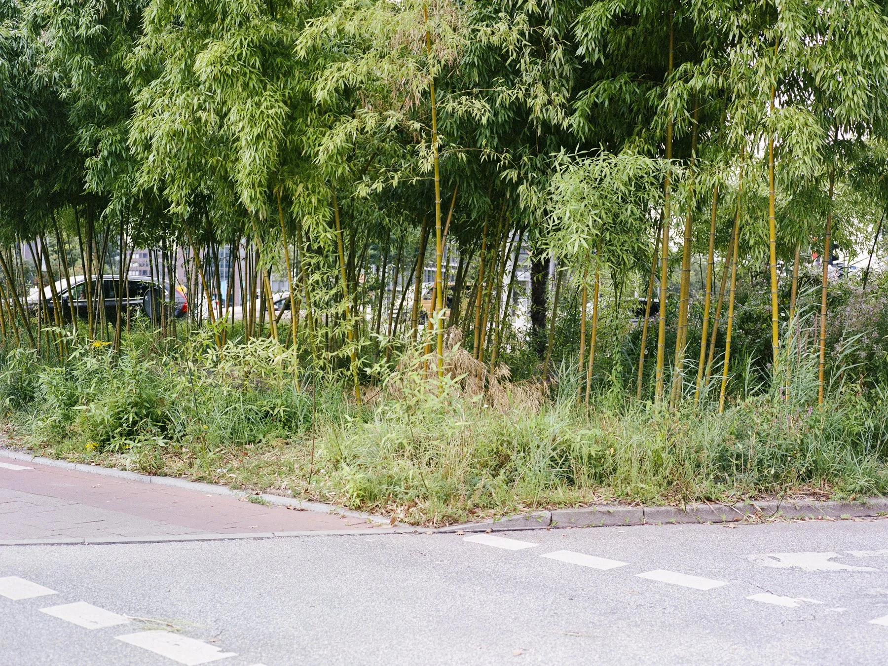  2024 / Analog // Hamburg 