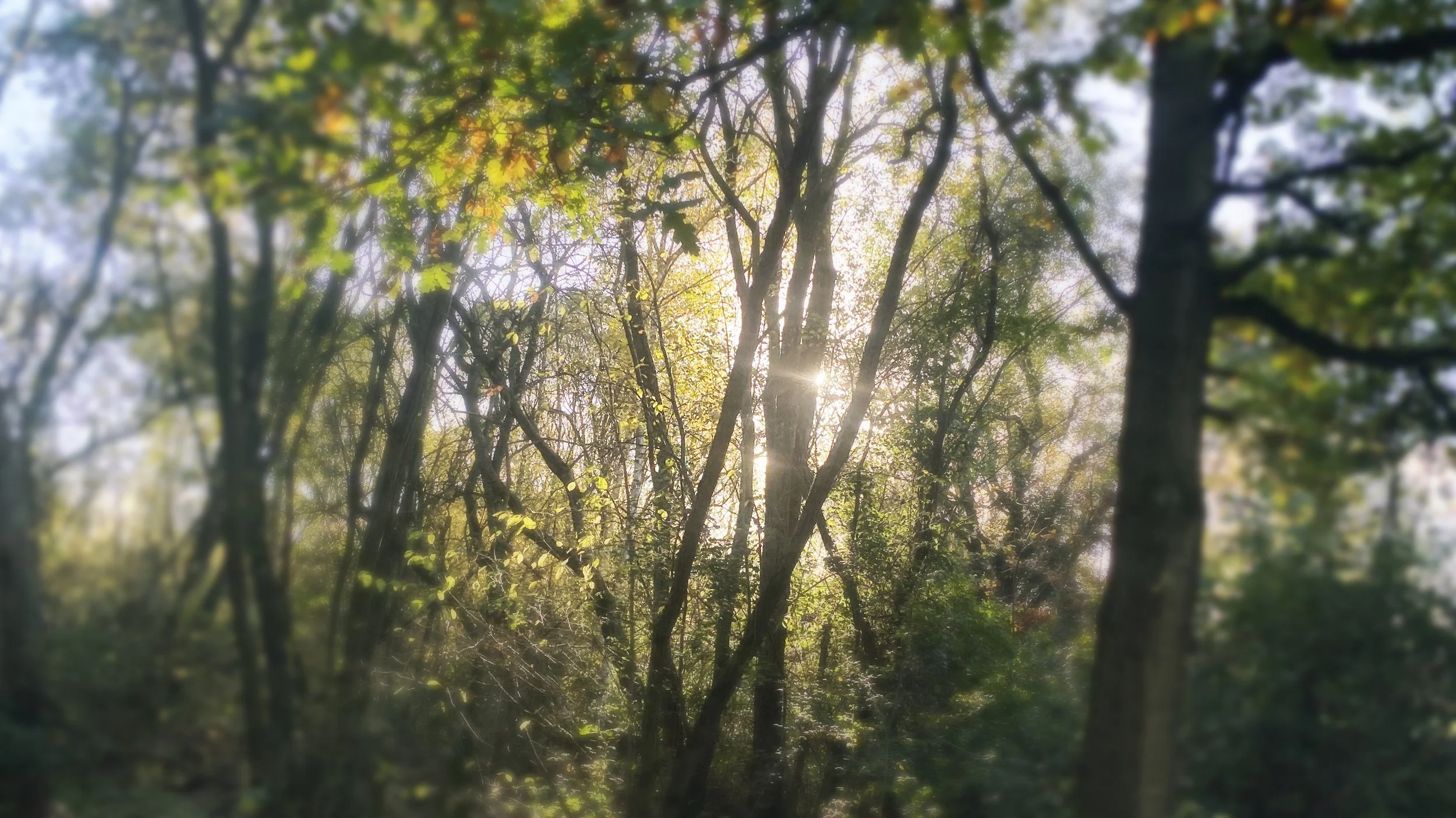 Woodland Trees.jpg