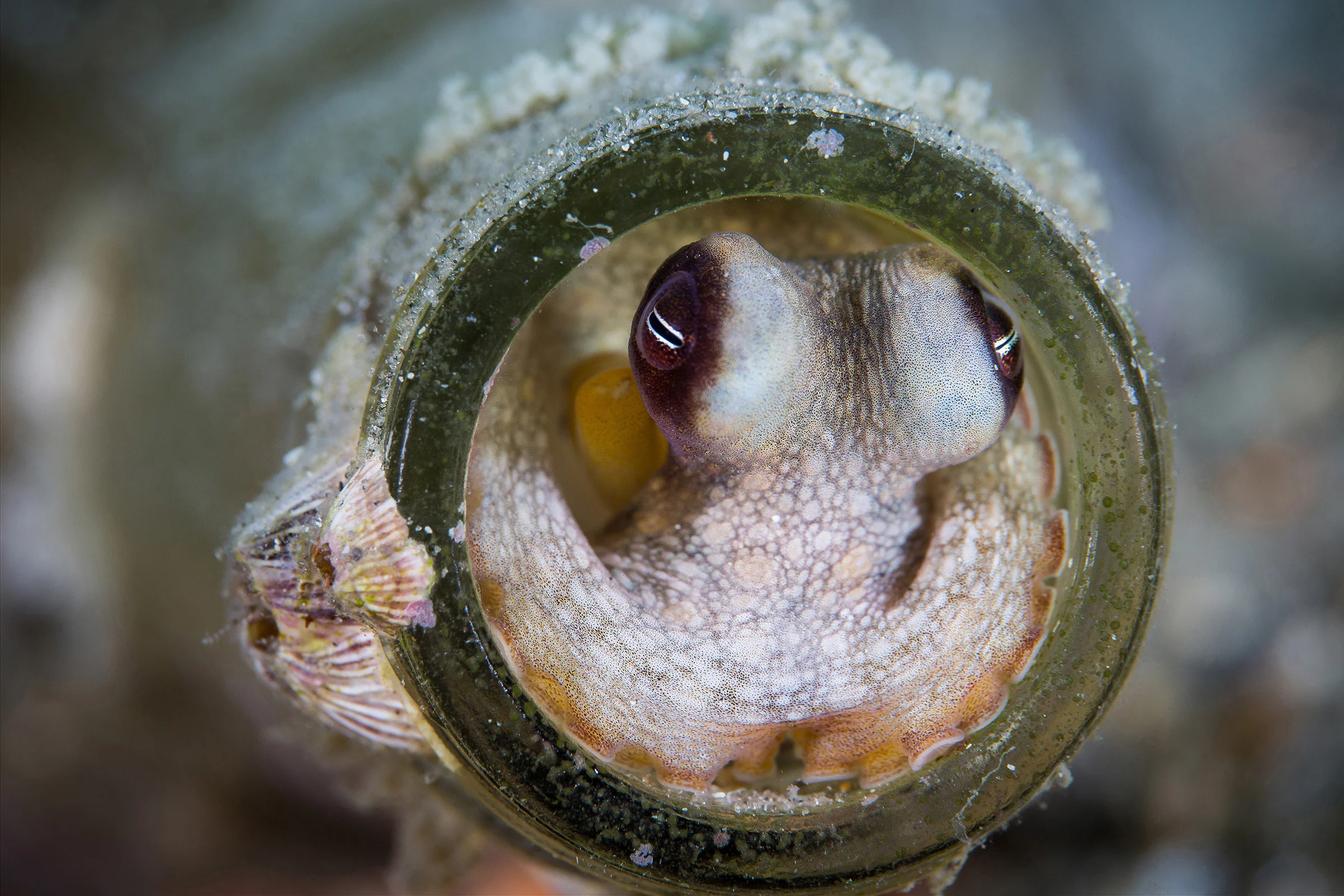 Juvenile octopus_2400x1600.jpg