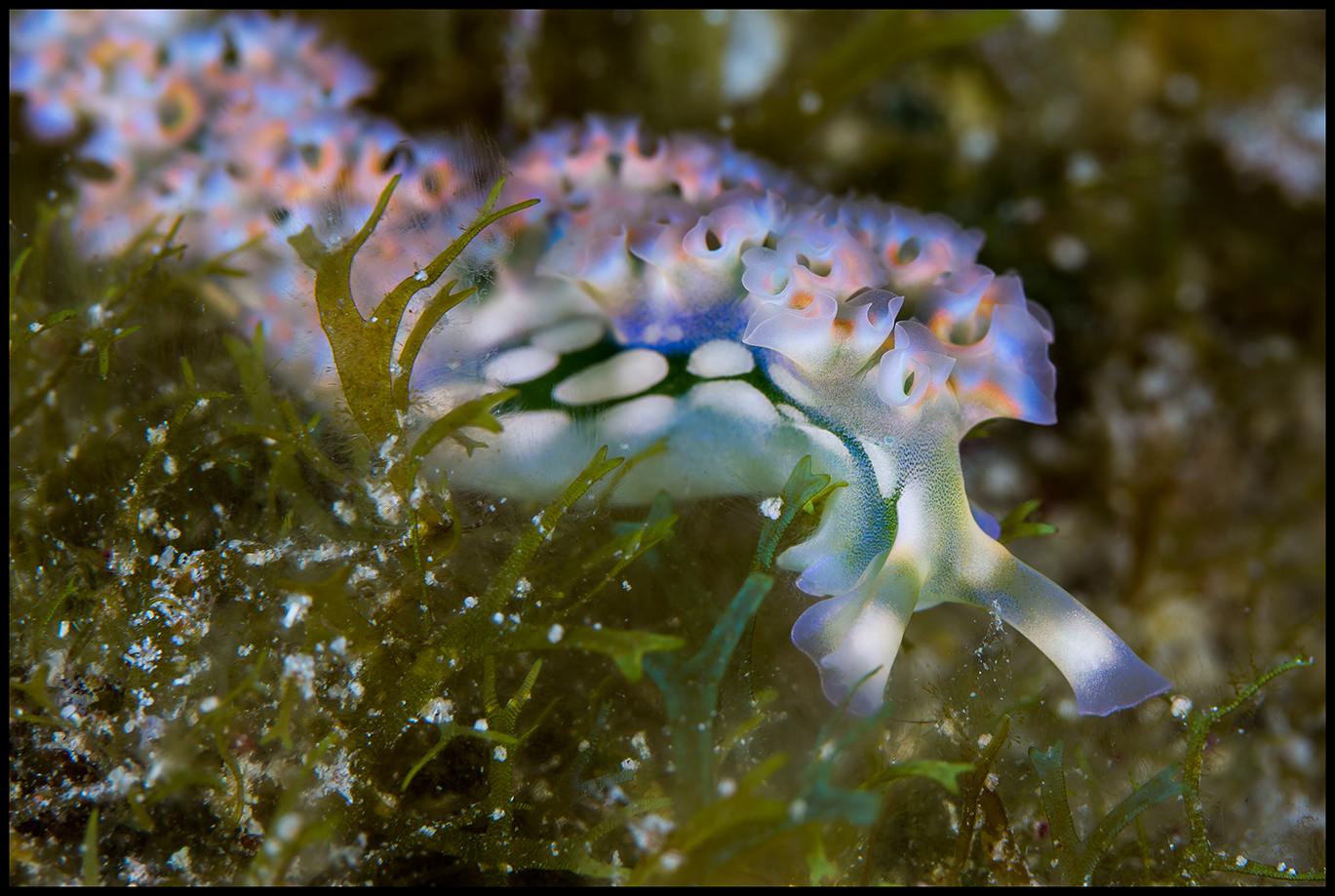 Cayman_Jan1_lettuce leaf sea slug_WEB copy.jpg
