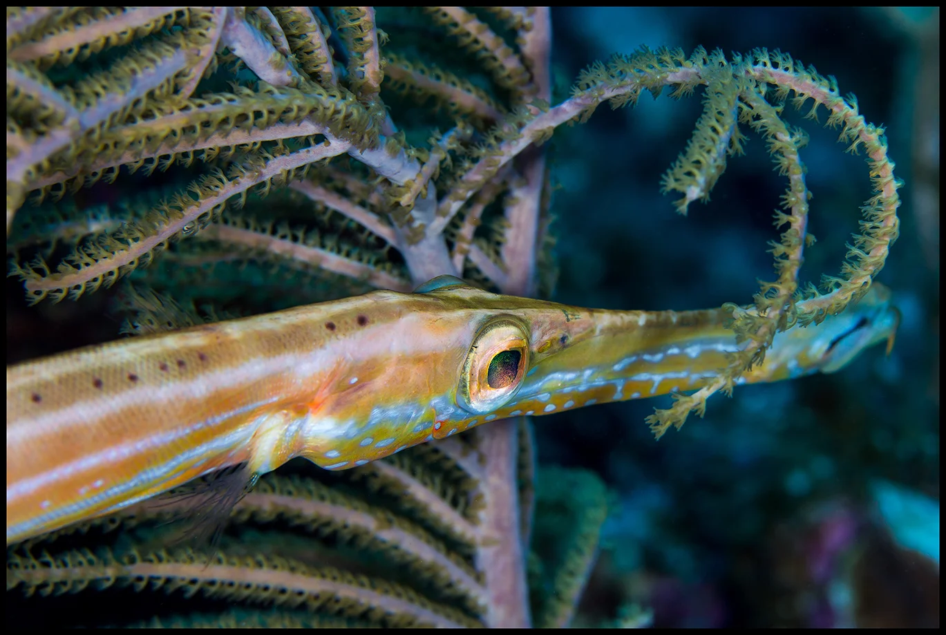 Cayman_Jan1_trumpet fish_WEB copy.jpg
