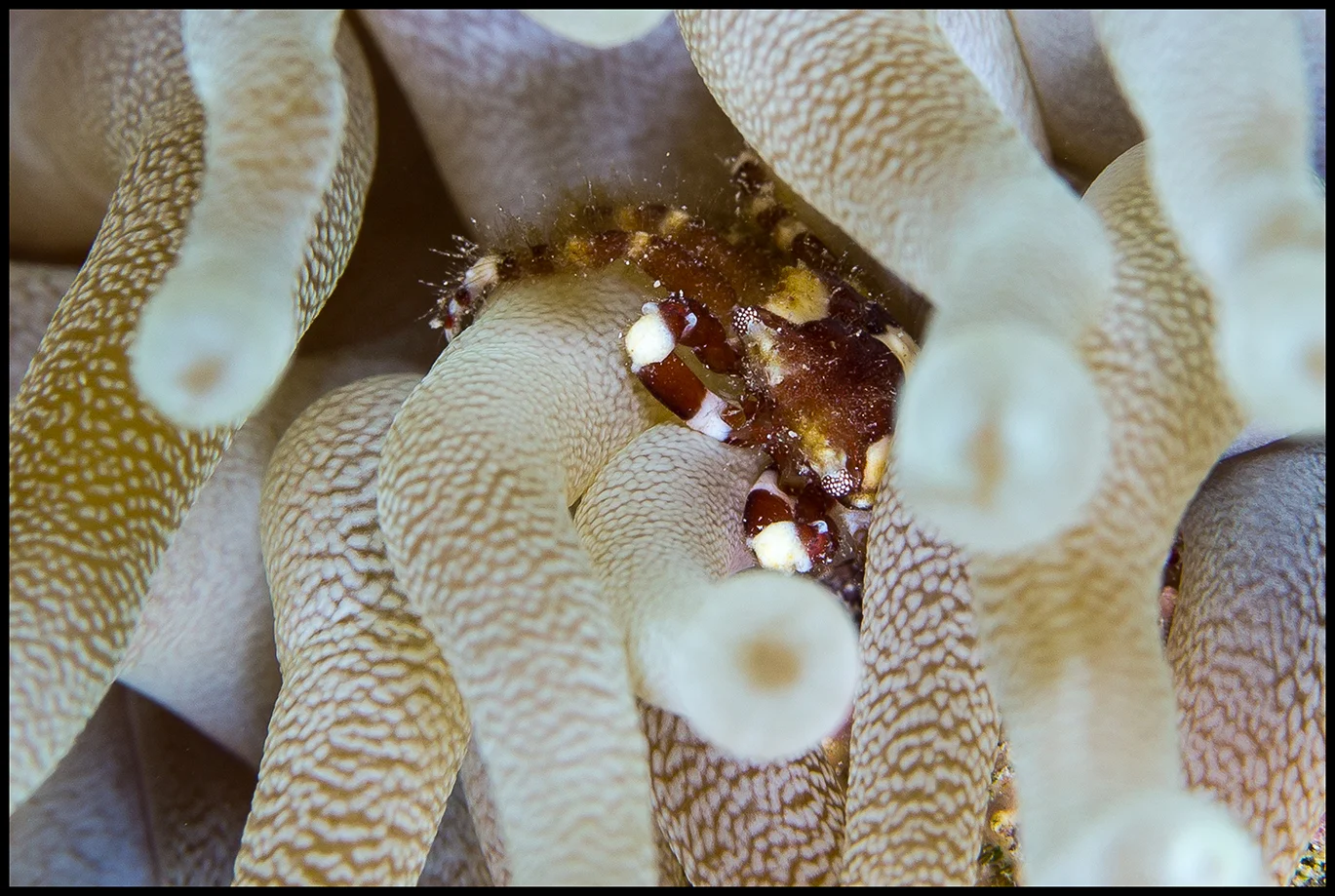 Cayman_Dec31_3_anenome crab_v2_WEB copy.jpg