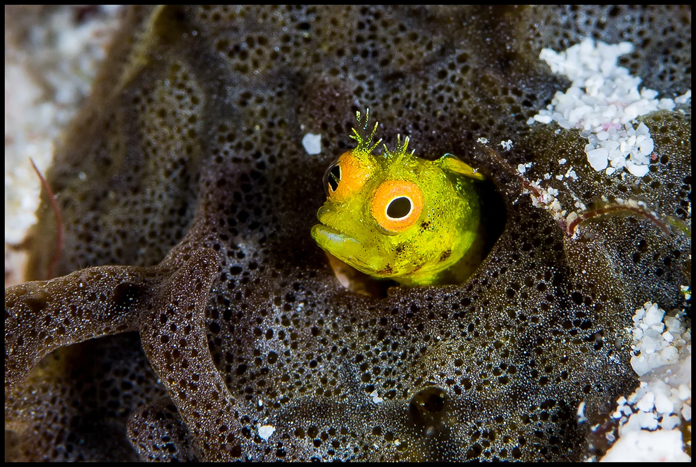 Cayman_Dec30_1_yellow blenny_WEB copy.jpg