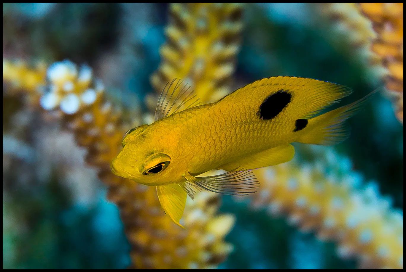 Cayman_Dec29_2_juvenile rock beauty_WEB copy.jpg