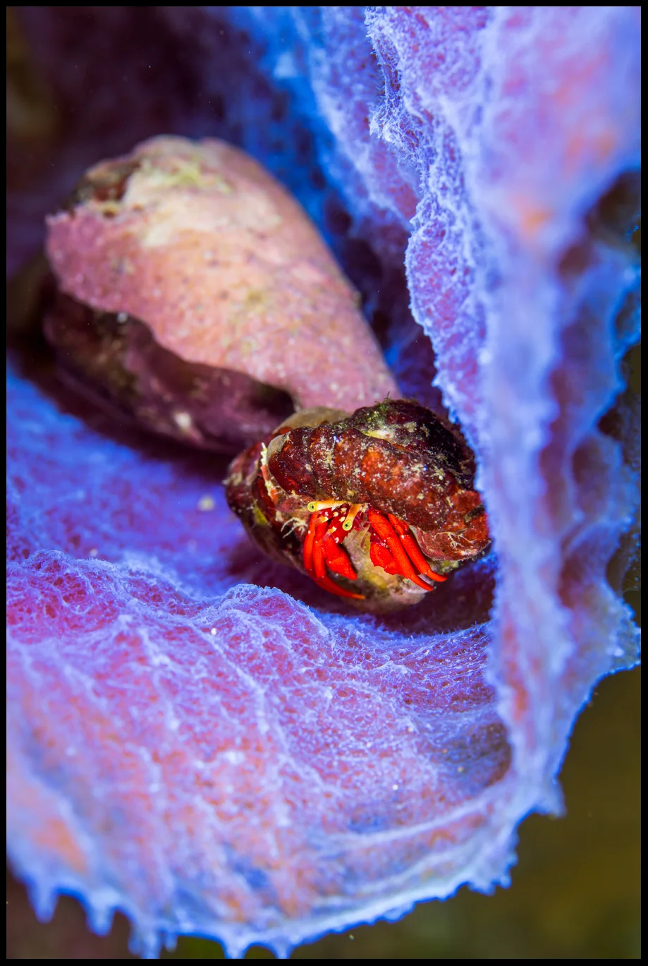 Roatan_Day 6_hermit crab_web copy.jpg