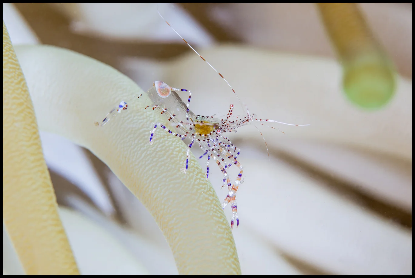 Roatan_Day 6_anenome shrimp_1_web copy.jpg