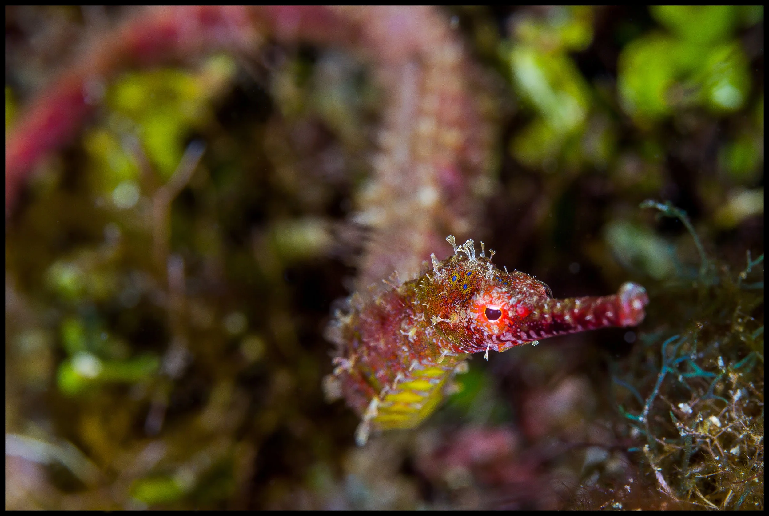 Roatan_Day 5_dragon pipefish_2_web copy.jpg