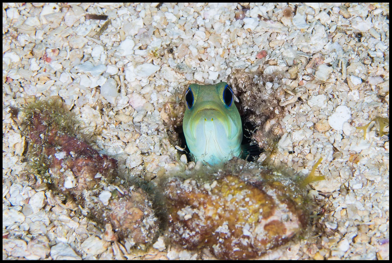 Roatan_Day 5_Yellow Headed Jawfish_web copy.jpg