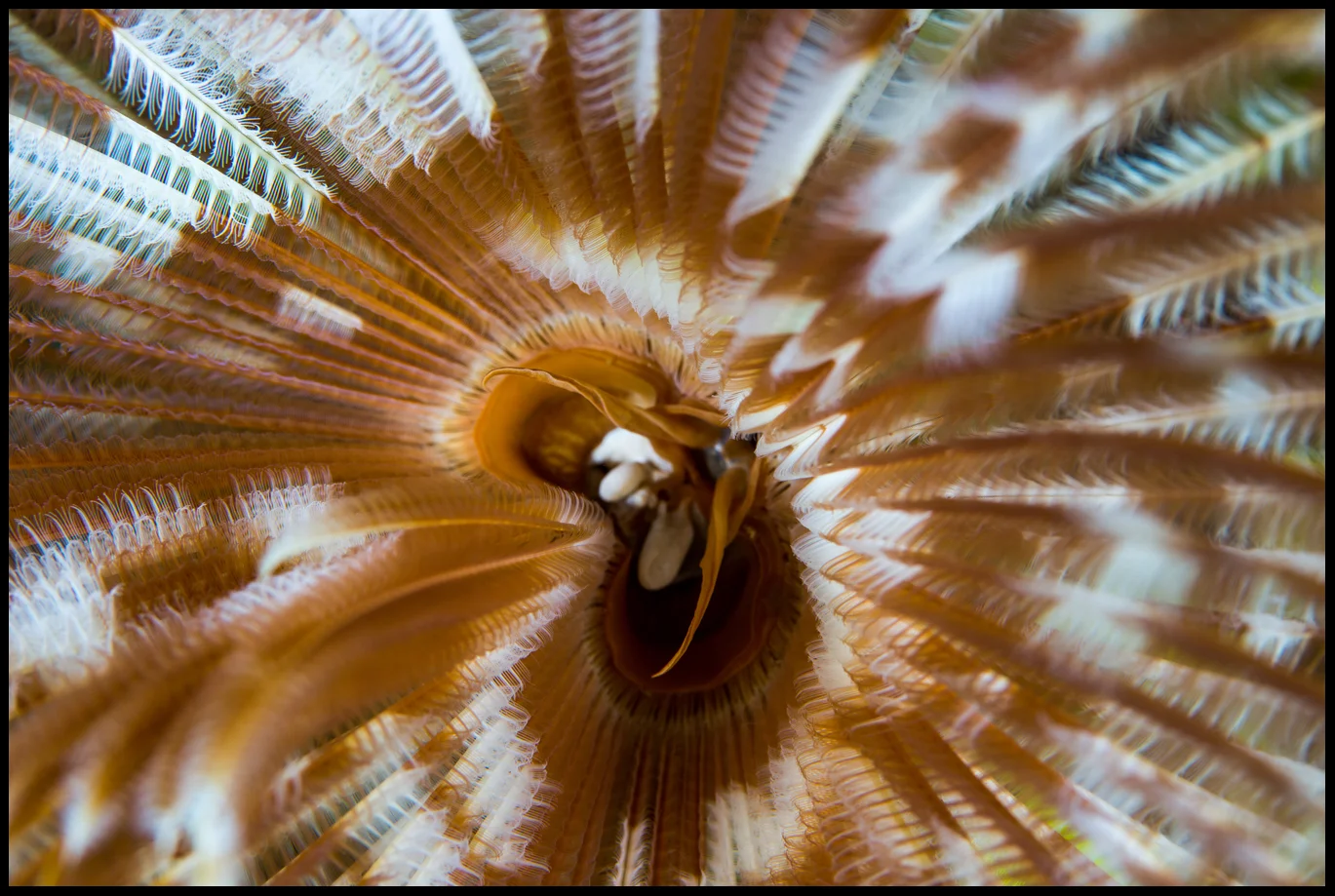 Roatan_Day 3_feather duster_1_web copy.jpg