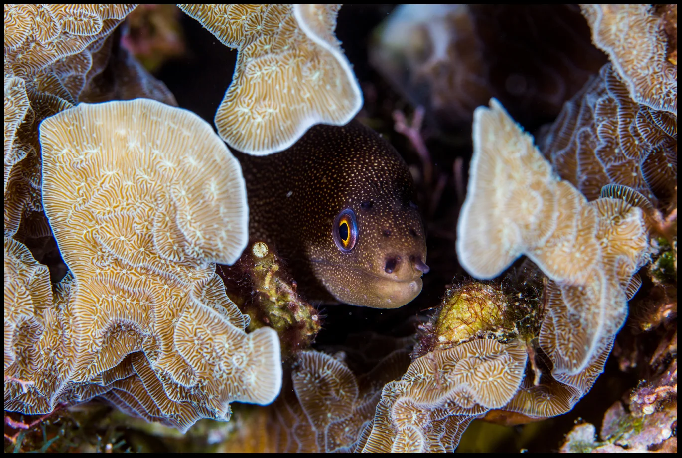 Roatan_Day 5_golden spotted moray_web copy.jpg
