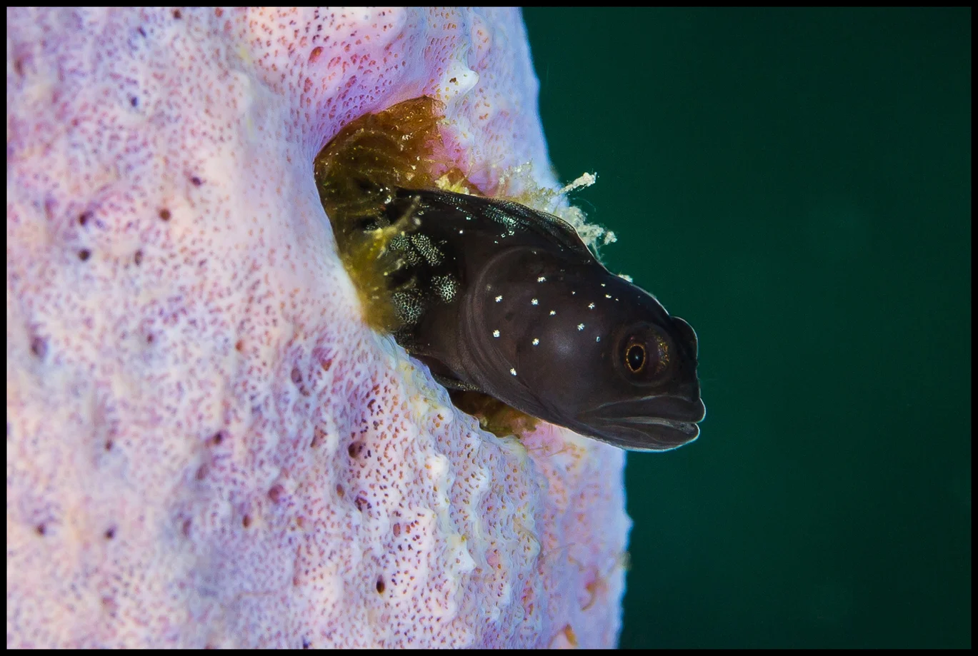 Roatan_Day 2_blenny_webfinal copy.jpg