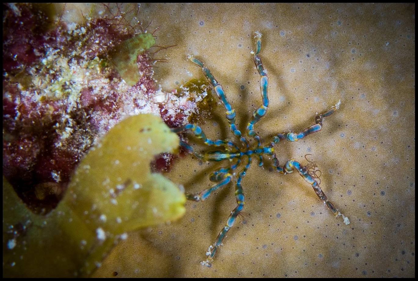 Caribbean Sea Spider1_WEB copy.jpg