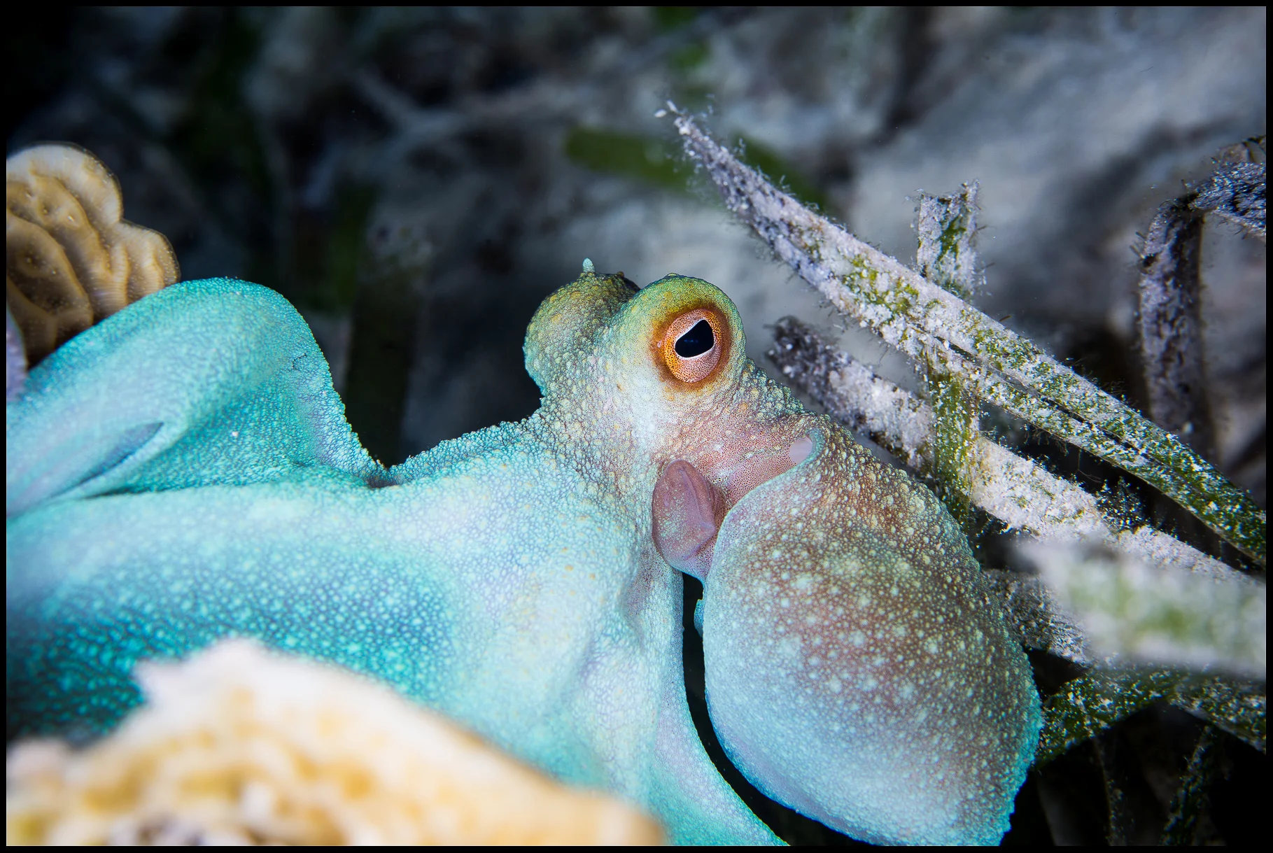 Octopus_web copy.jpg