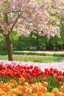 Spring Blooms: Celebration of Color