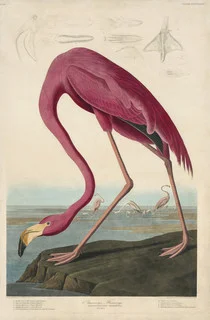 Image: John James Audubon (American, 1785–1851), Robert Havell (English, 1793–1878) (engraver), American Flamingo, 1827–1838, hand-colored engraving, 38-1/4 × 25-5/8 in. (plate). courtesy Joel Oppenheimer, Inc.