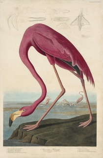 Image: John James Audubon (American, 1785–1851), Robert Havell (English, 1793–1878) (engraver), American Flamingo, 1827–1838, hand-colored engraving, 38-1/4 × 25-5/8 in. (plate). Courtesy Joel Oppenheimer, Inc.