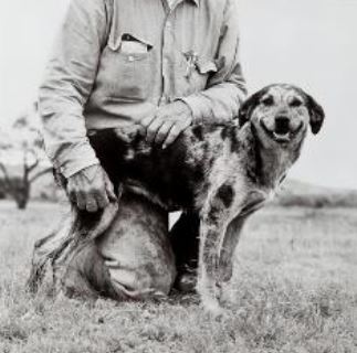 Image: Laura Wilson_Cattle dog Mookie1