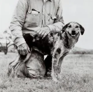 Dogs: Faithful and True