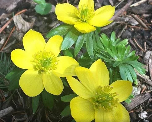 Hello Spring