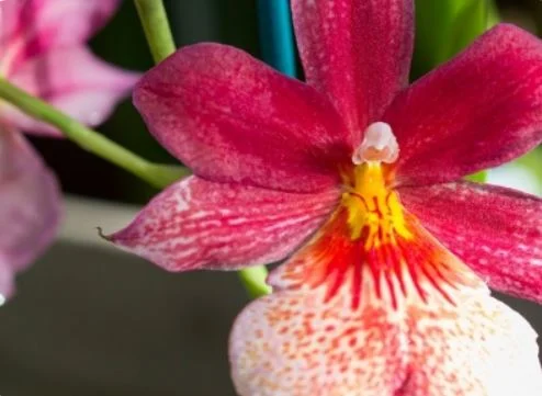 Show Closing: Orchids