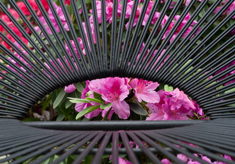 Conservatory, Pink