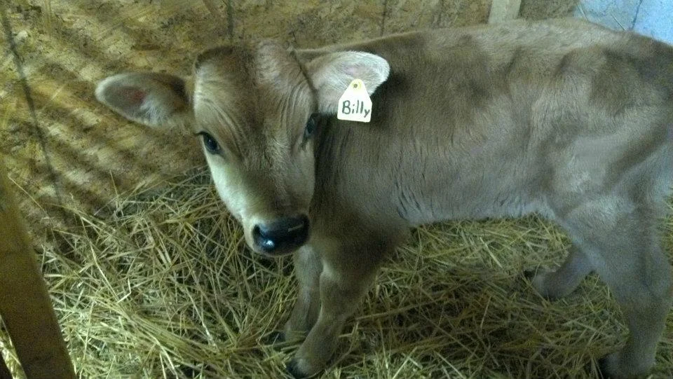 Baby Billy