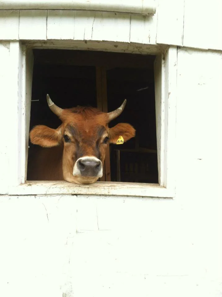 Billy Window.jpg