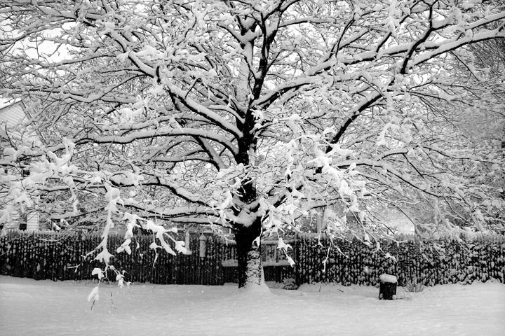 Snow_storm_Feb2013_tree_WEBf.jpg