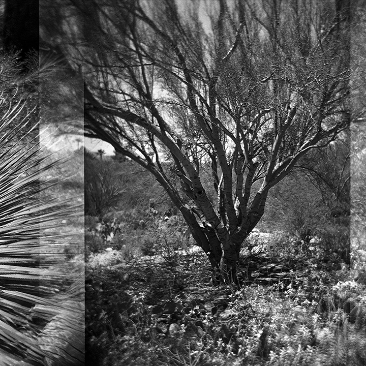 Native Tree - Arizona