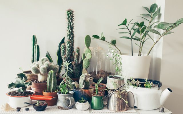 Potted cacti / via clementine daily