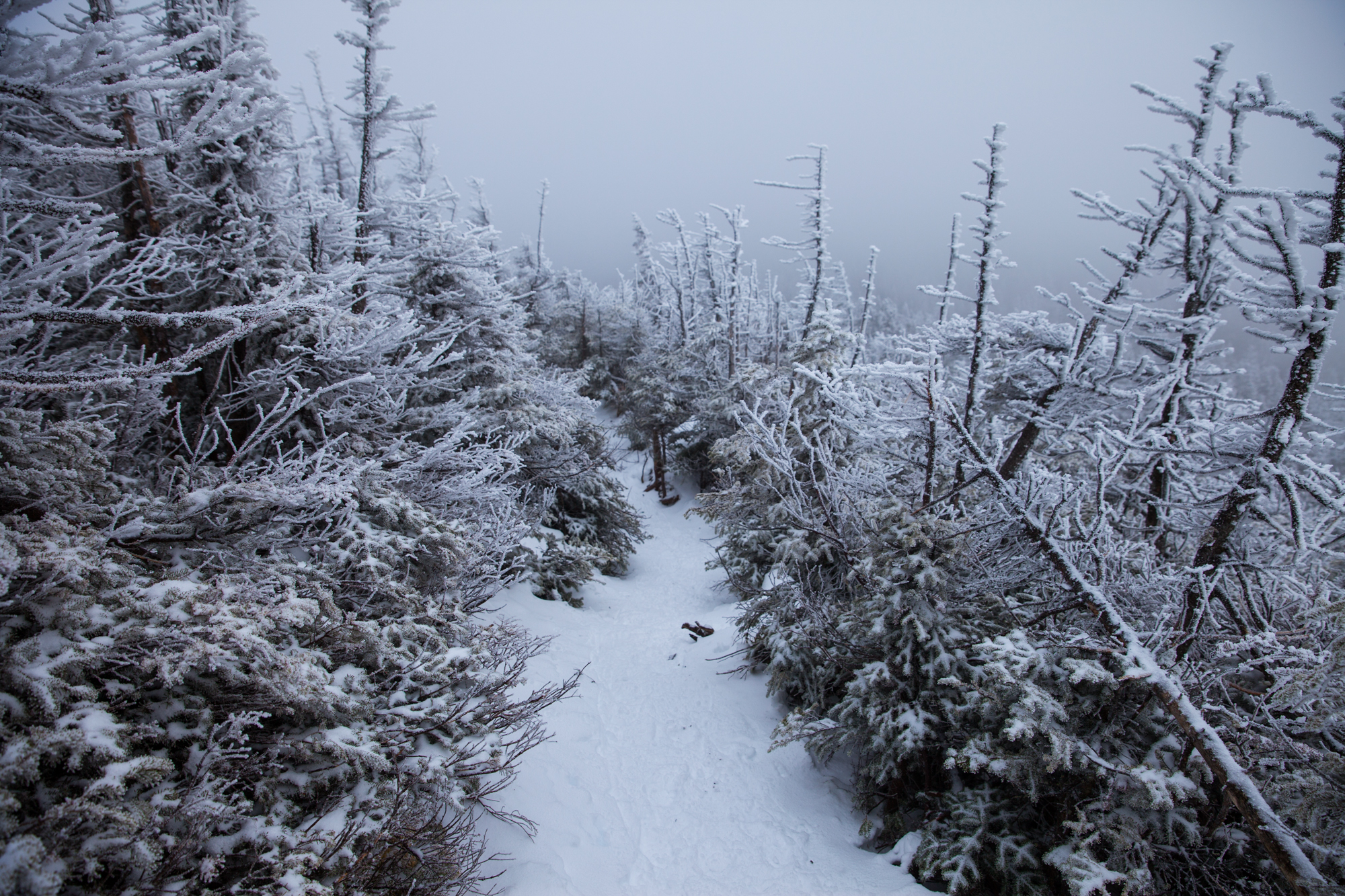 Decent trail of Mount Colden