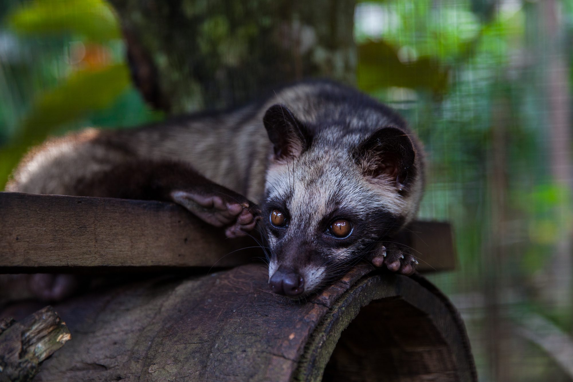 Civet at Coffee Plantation