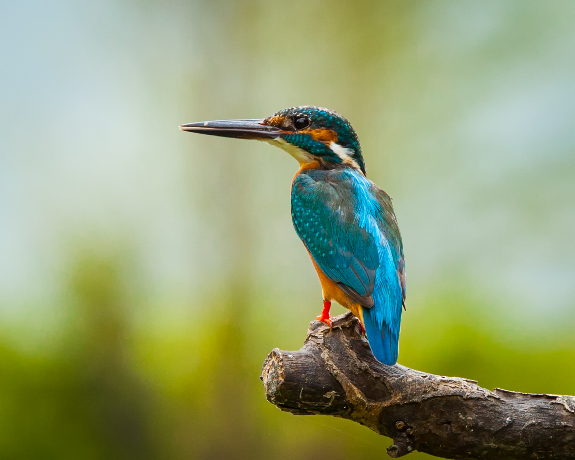 Bird Photography: Taiwan, July 2015