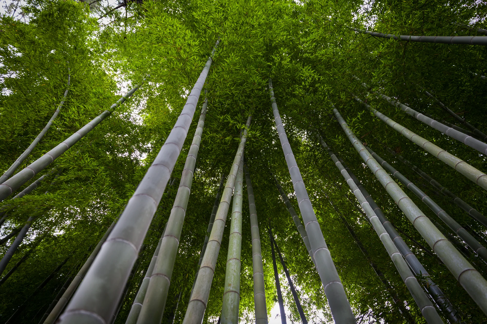 Family Trip:  Japan