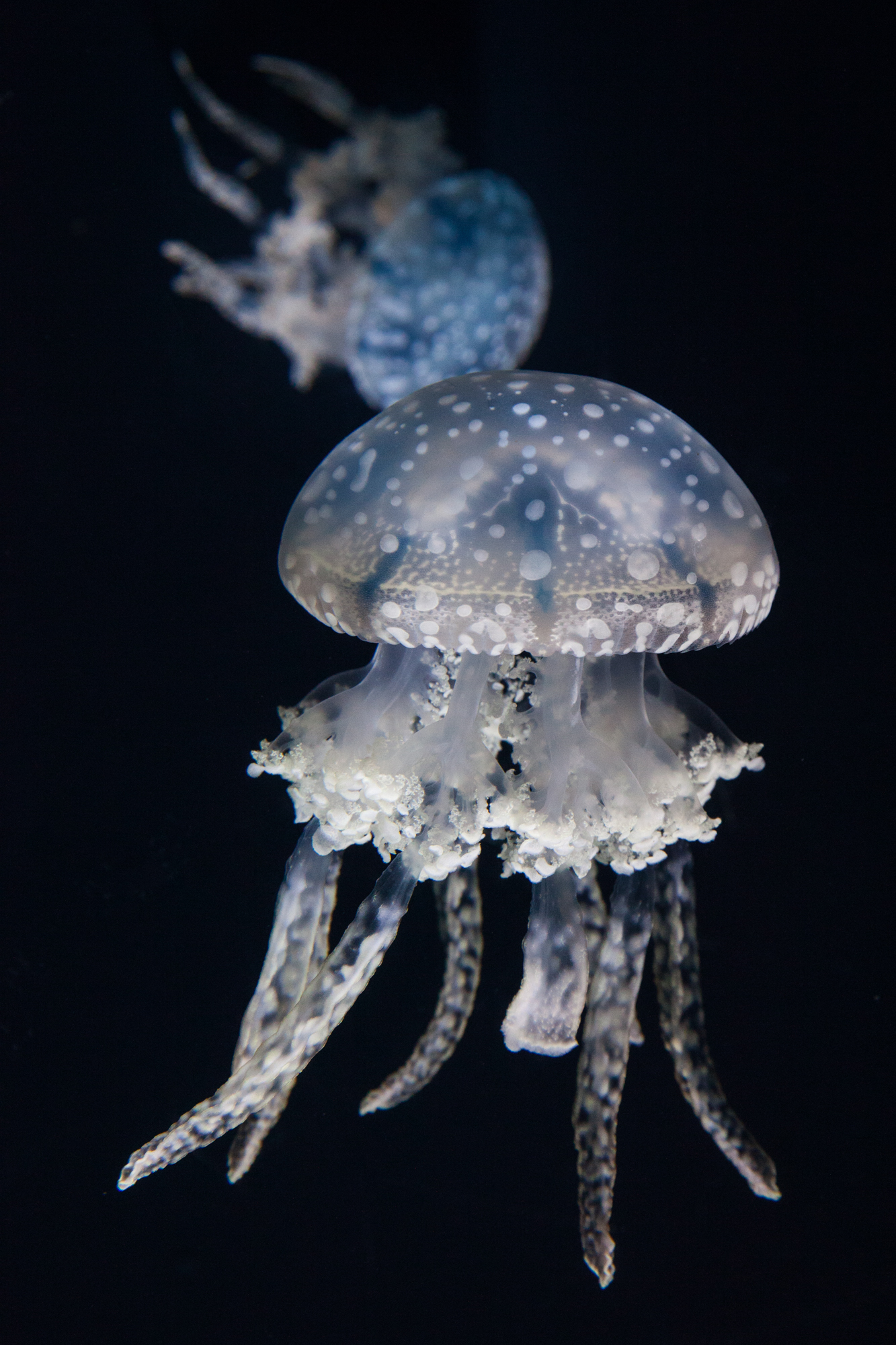 Jelly Fish