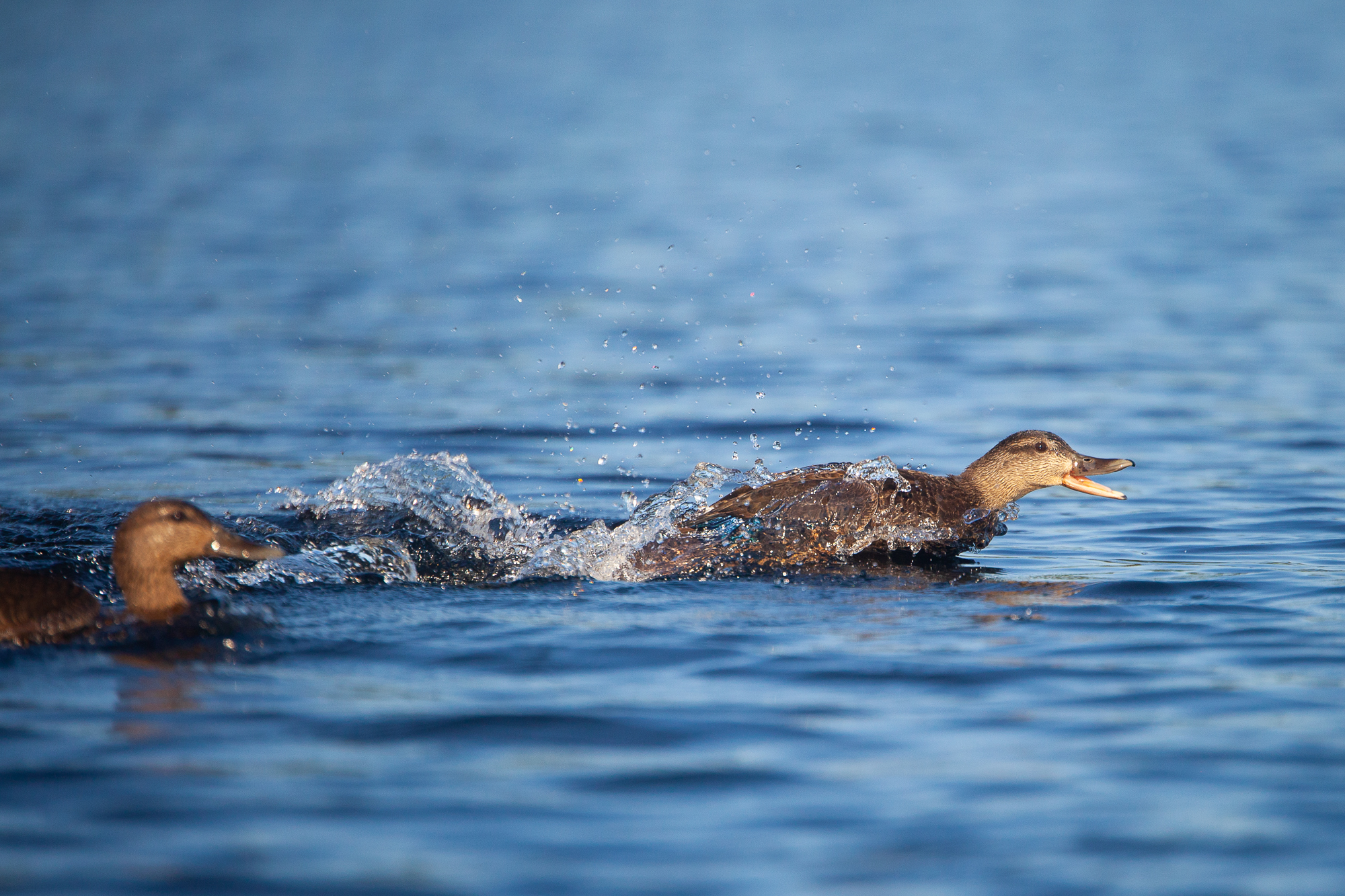 Ducks