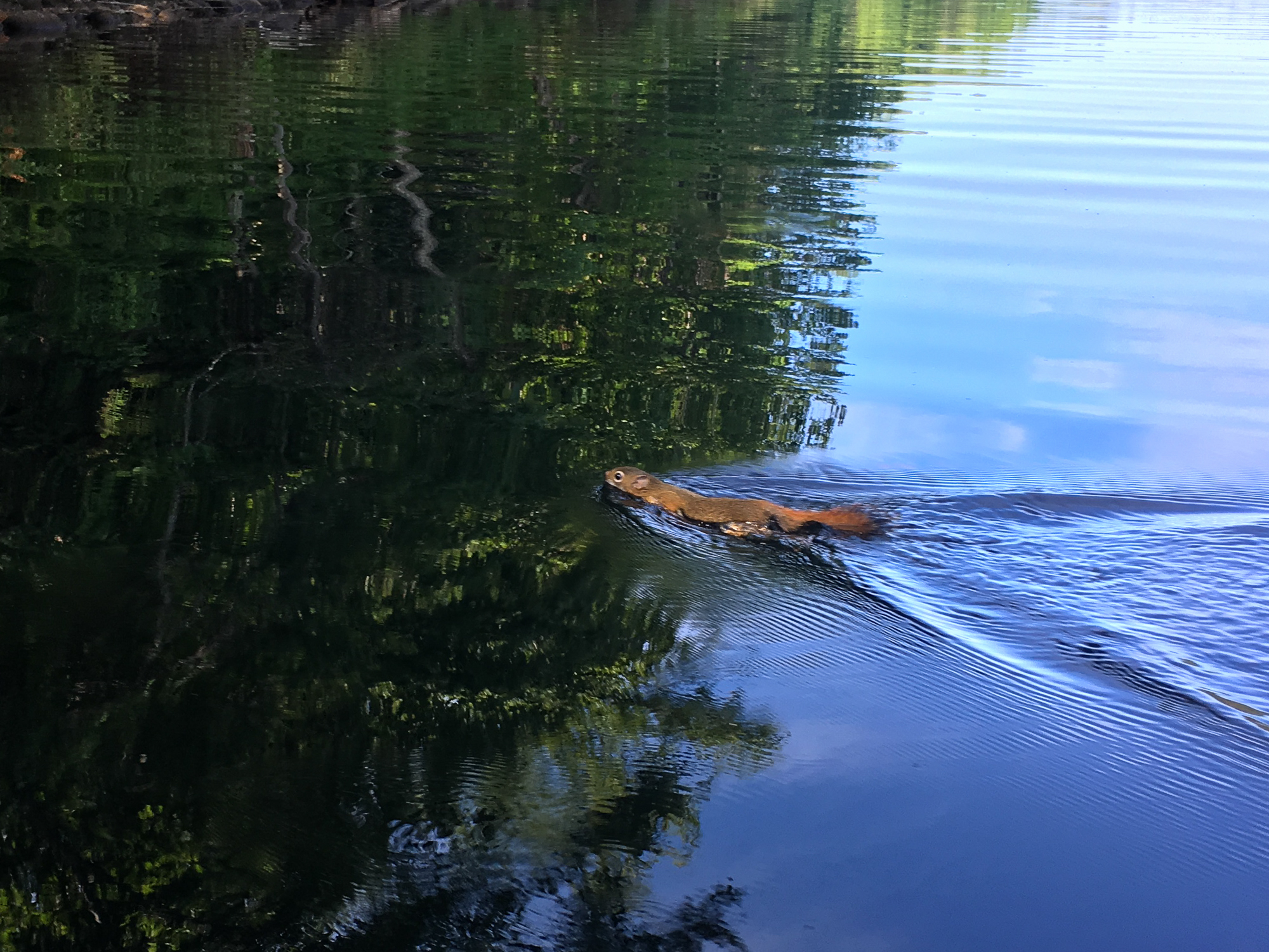 Swimming Squirrel