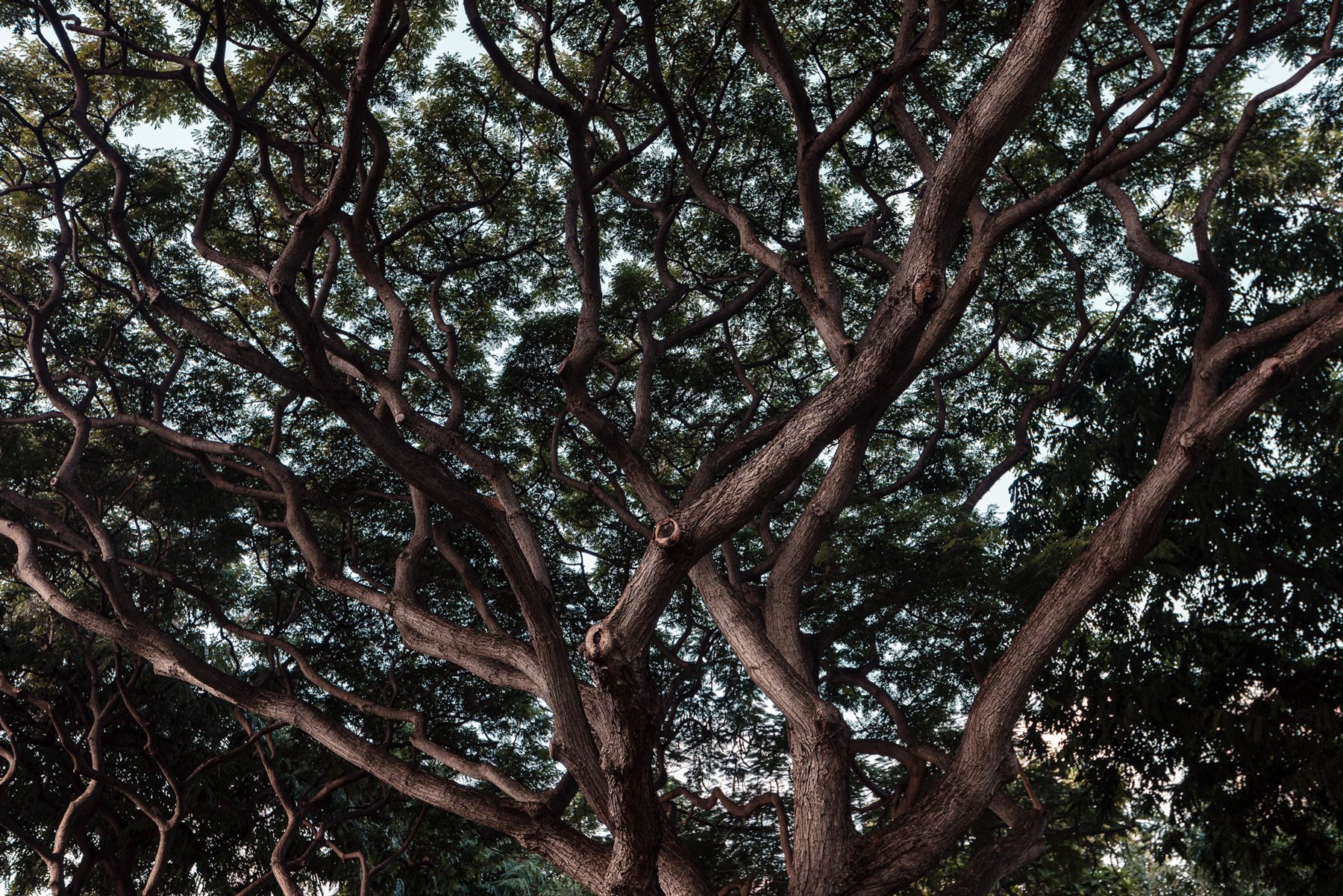 Banyan