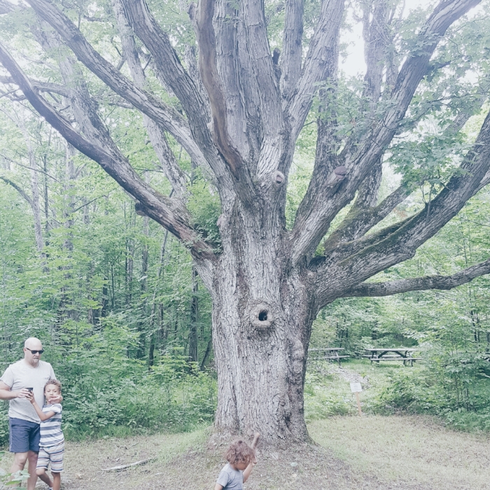 The great oak tree at the end of our hike.
