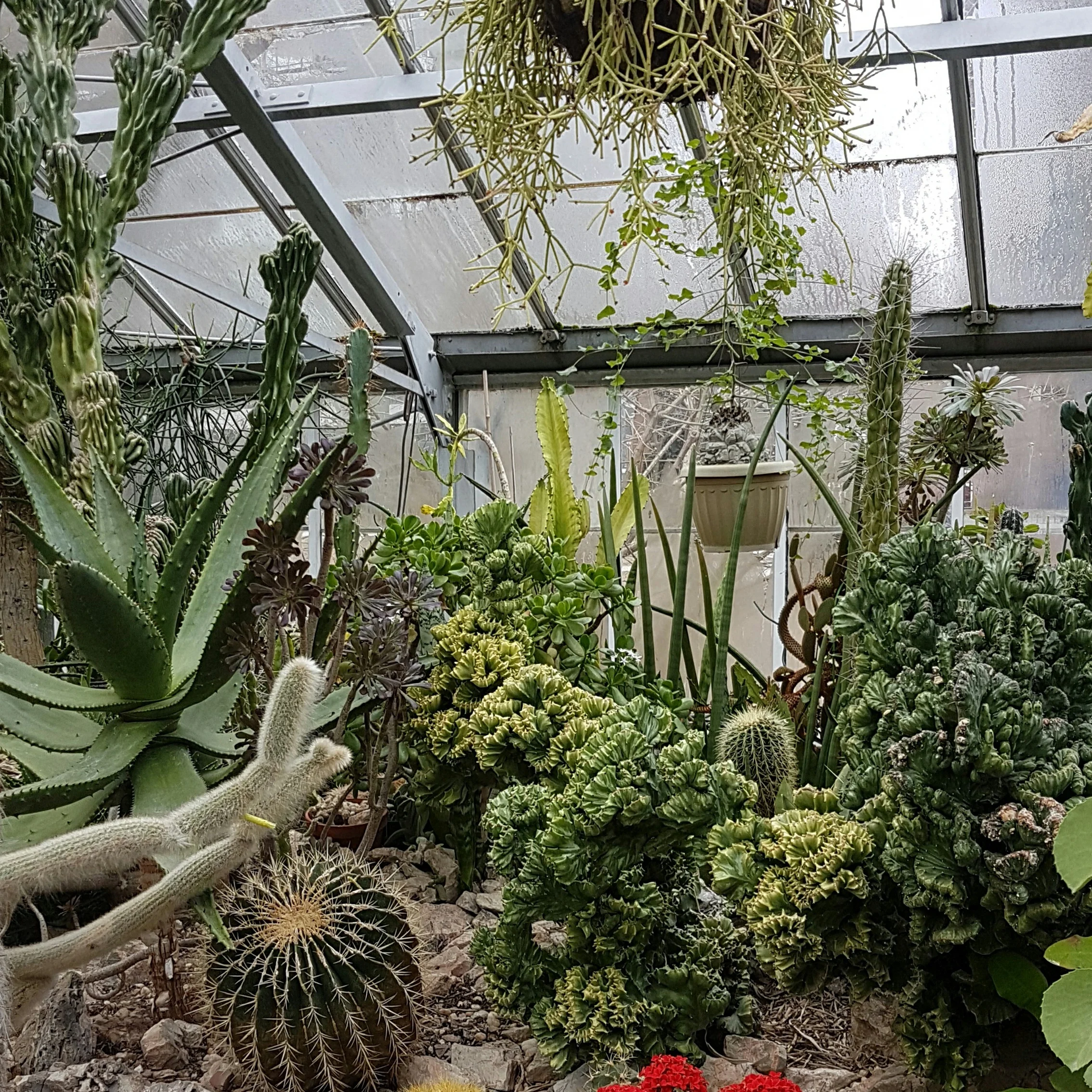 This desertscape is just one of the many gardens in the conservatory.
