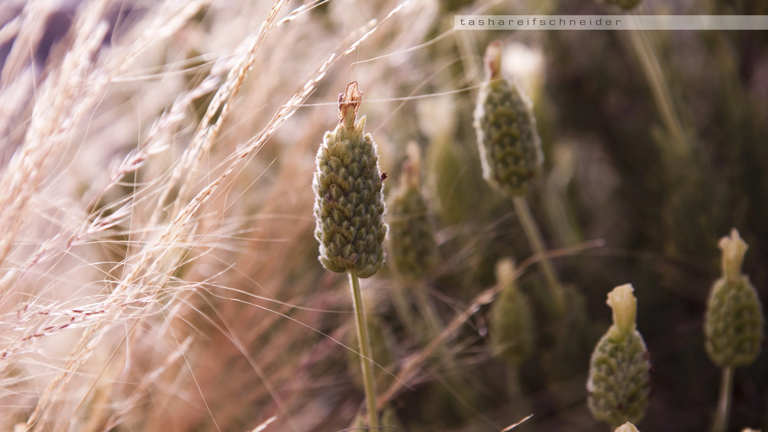 © Tasha Reifschneider 2011
