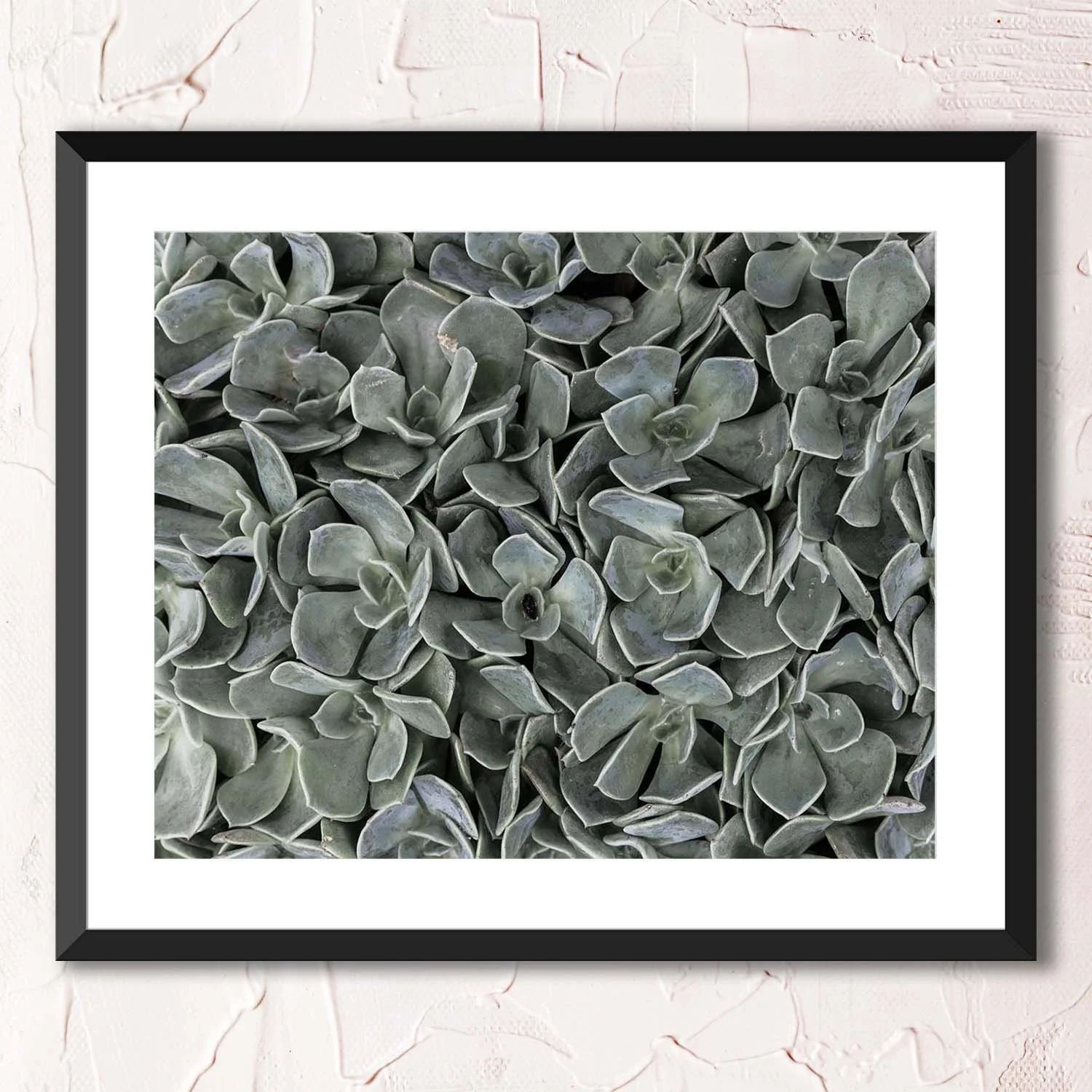 Succulent Photography Print