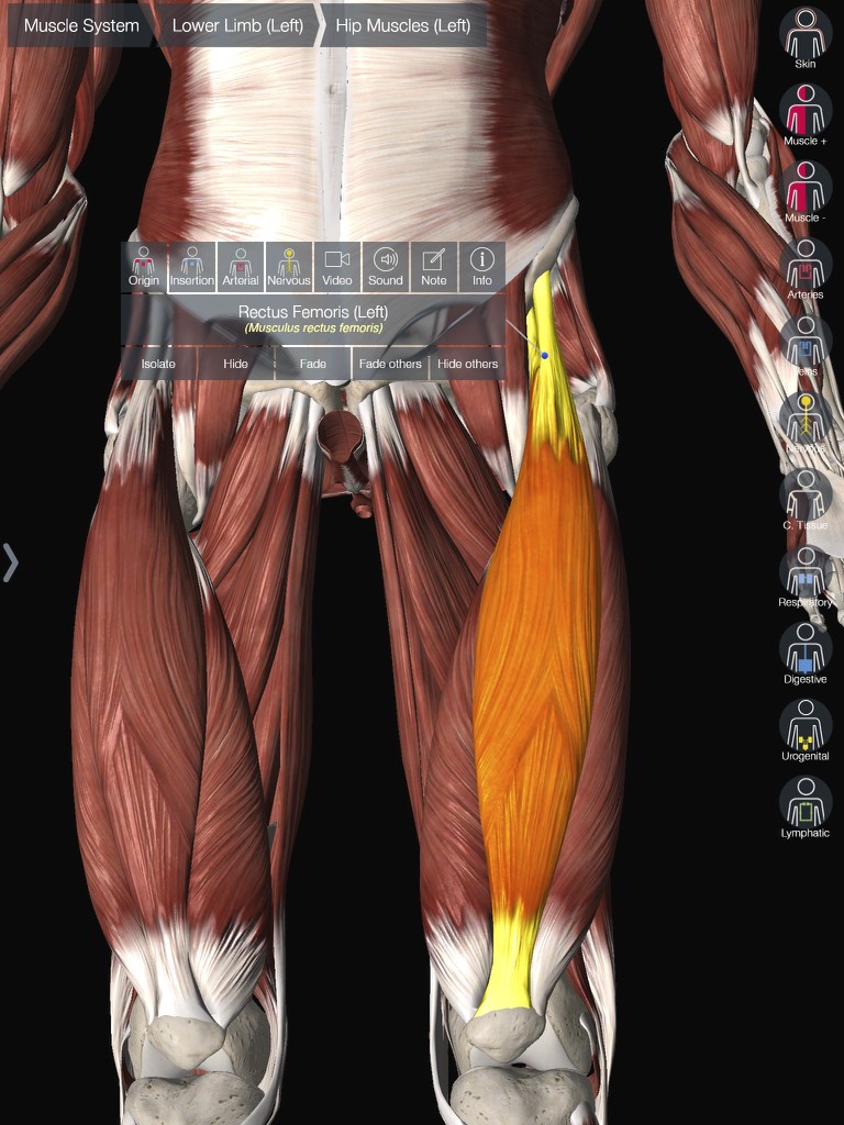 Rectus Femoris