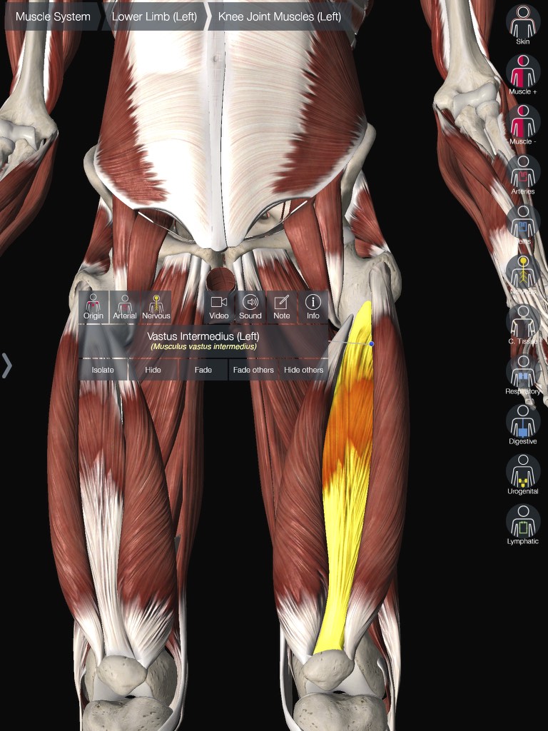 Vastus Intermedius