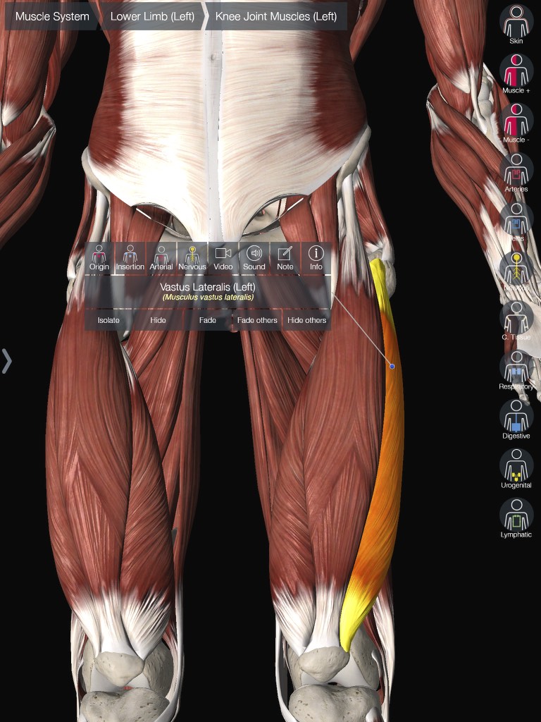 Vastus Lateralis